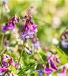 Frühlings-Platterbse - Lathyrus vernus