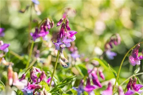 Frühlings-Platterbse - Lathyrus vernus