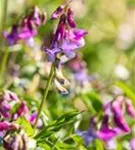 Frühlings-Platterbse - Lathyrus vernus