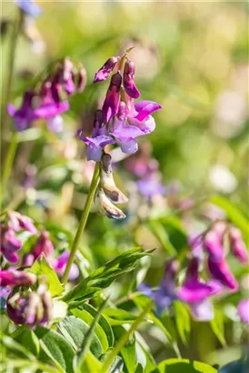 Frühlings-Platterbse - Lathyrus vernus