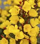 Missouri-Nachtkerze - Oenothera macrocarpa