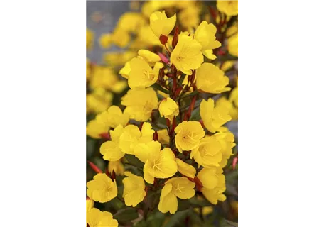 Oenothera tetragona 'Sonnenwende' - Garten-Nachtkerze