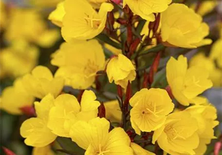 Oenothera macrocarpa - Missouri-Nachtkerze