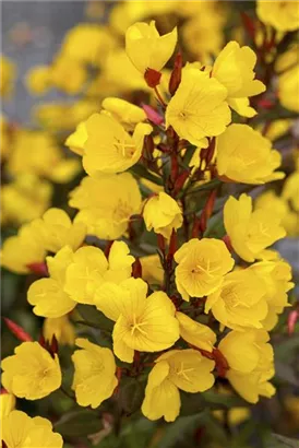 Garten-Nachtkerze - Oenothera tetragona 'Sonnenwende'