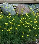 Kleines Habichtskraut - Hieracium pilosella