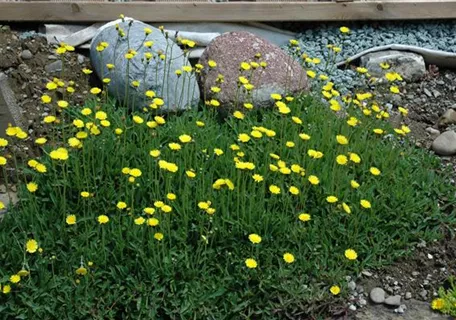 Hieracium pilosella - Kleines Habichtskraut