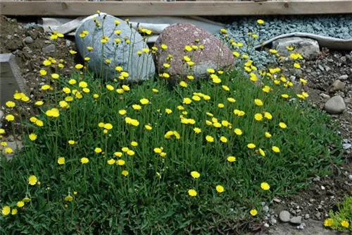 Kleines Habichtskraut - Hieracium pilosella