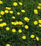 Kleines Habichtskraut - Hieracium pilosella