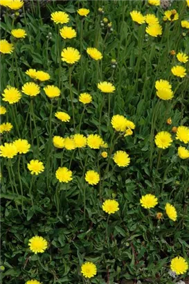 Kleines Habichtskraut - Hieracium pilosella