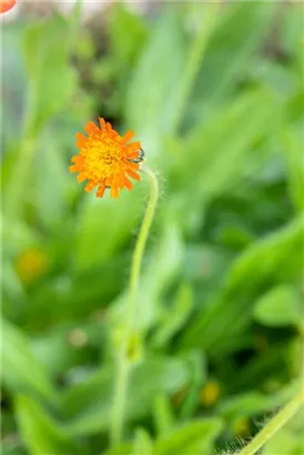 Kleines Habichtskraut - Hieracium pilosella