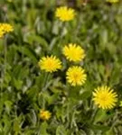 Kleines Habichtskraut - Hieracium pilosella