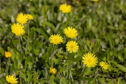 Kleines Habichtskraut - Hieracium pilosella