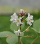 Fieberklee - Menyanthes trifoliata