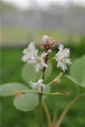 Fieberklee - Menyanthes trifoliata