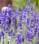 Echter Lavendel - Lavandula angustifolia