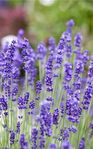 Lavandula angustifolia