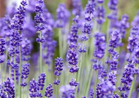 Lavandula angustifolia - Echter Lavendel