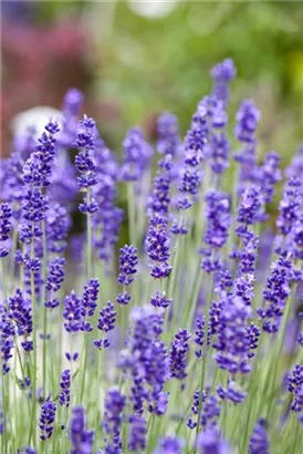 Echter Lavendel - Lavandula angustifolia