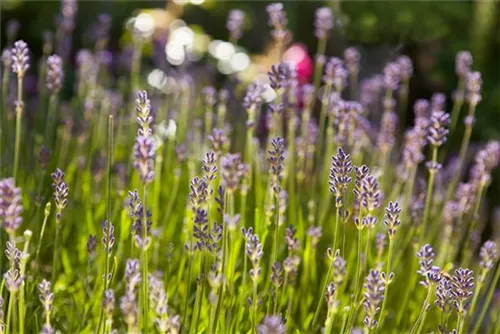 Echter Lavendel - Lavandula angustifolia