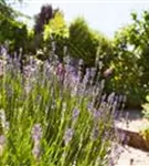 Echter Lavendel - Lavandula angustifolia