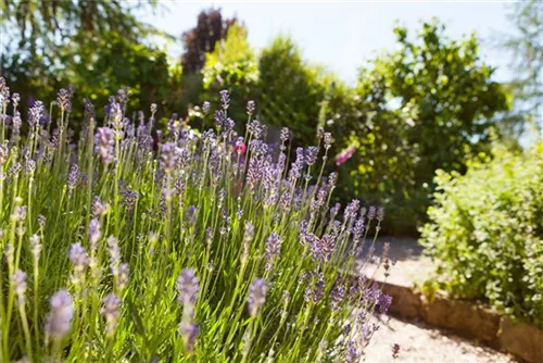 Echter Lavendel - Lavandula angustifolia