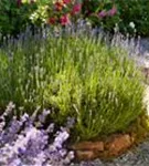 Echter Lavendel - Lavandula angustifolia