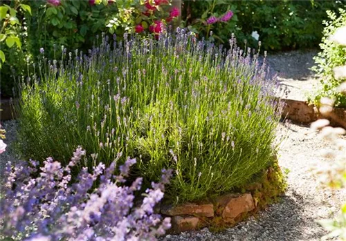 Echter Lavendel - Lavandula angustifolia