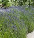 Echter Lavendel - Lavandula angustifolia