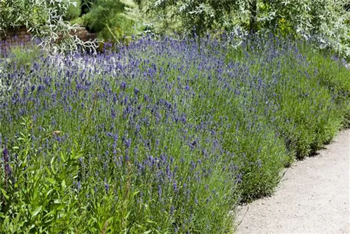 Echter Lavendel - Lavandula angustifolia