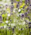 Echter Lavendel - Lavandula angustifolia