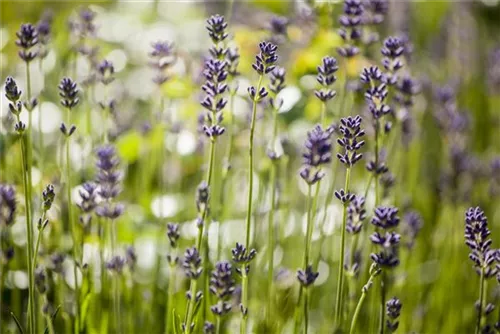 Echter Lavendel - Lavandula angustifolia