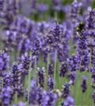 Echter Lavendel - Lavandula angustifolia