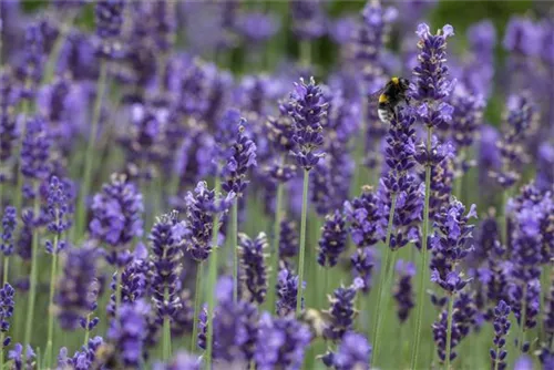 Echter Lavendel - Lavandula angustifolia