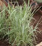 Garten-Rohr-Glanzgras - Phalaris arundinacea 'Picta'