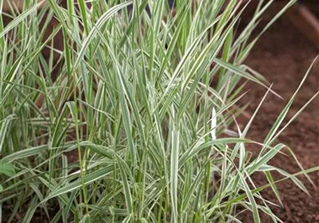 Phalaris arundinacea - Rohr-Glanzgras