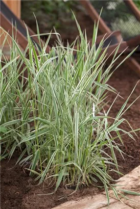 Garten-Rohr-Glanzgras - Phalaris arundinacea 'Picta'