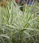 Garten-Rohr-Glanzgras - Phalaris arundinacea 'Feesey'