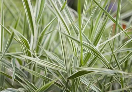 Phalaris arundinacea 'Feesey' - Garten-Rohr-Glanzgras