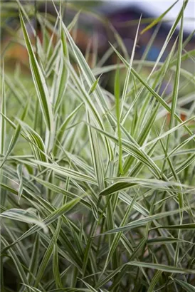 Garten-Rohr-Glanzgras - Phalaris arundinacea 'Feesey'