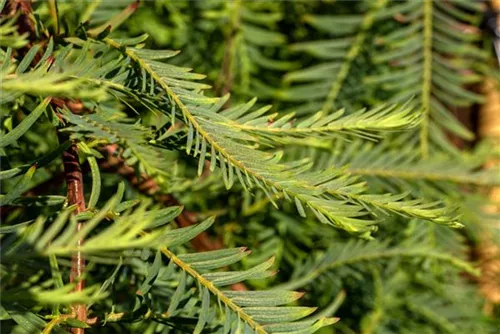 Chinesisches Rotholz 'Miss Grace' - Metasequoia glyptostroboides 'Miss Grace'