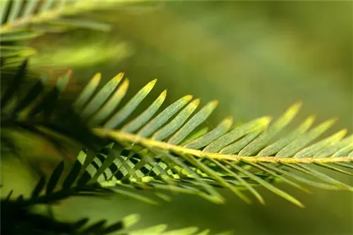 Chinesisches Rotholz 'Miss Grace' - Metasequoia glyptostroboides 'Miss Grace'