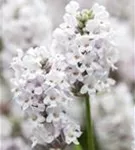 Weißblühender Garten-Lavendel - Lavandula angustifolia 'Alba'