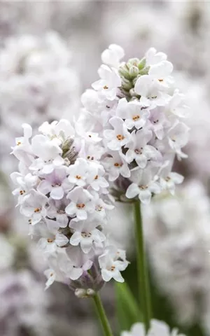 Lavandula angustifolia 'Alba'