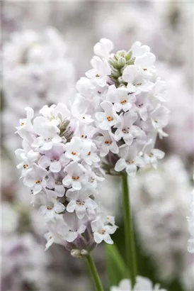 Weißblühender Garten-Lavendel - Lavandula angustifolia 'Alba'