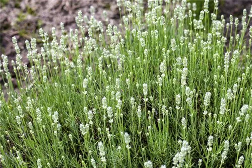 Weißblühender Garten-Lavendel - Lavandula angustifolia 'Alba'