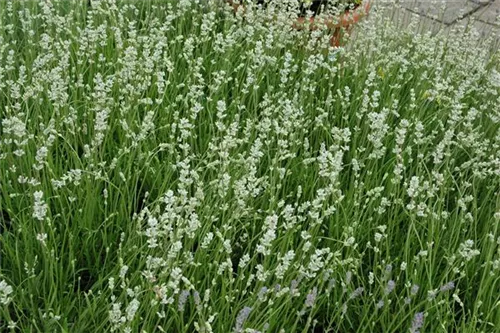 Weißblühender Garten-Lavendel - Lavandula angustifolia 'Alba'