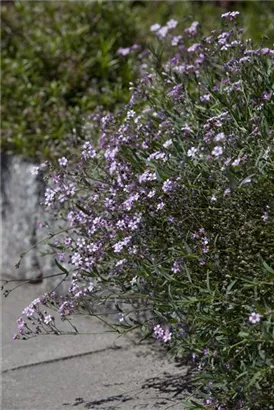 Kriechendes Garten-Schleierkraut - Gypsophila repens 'Rosea'