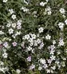 Kriechendes Garten-Schleierkraut - Gypsophila repens 'Rosea'