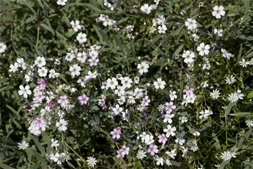 Kriechendes Garten-Schleierkraut - Gypsophila repens 'Rosea'