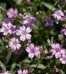 Kriechendes Garten-Schleierkraut - Gypsophila repens 'Rosea'